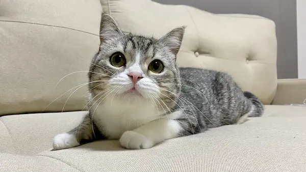 もちまる
